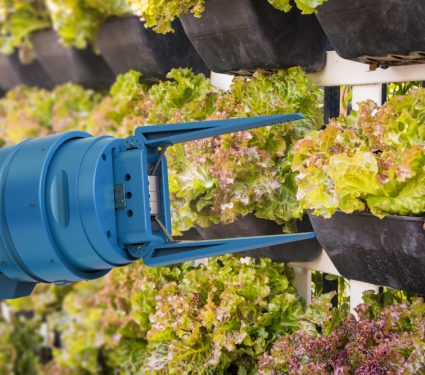 2019/07/Robot-Lettuce.jpg