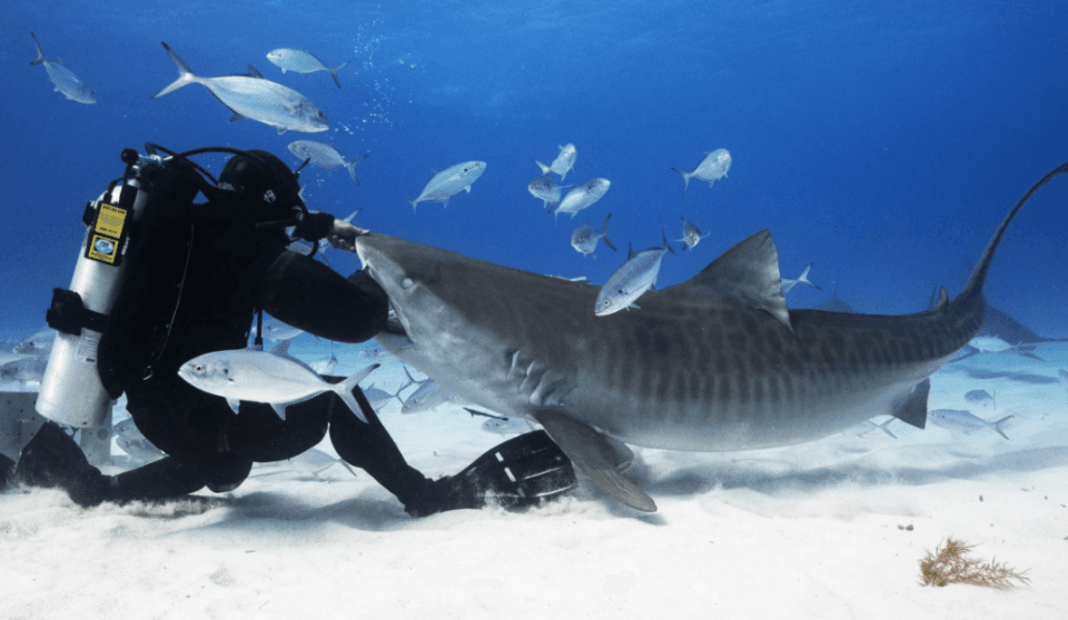 Documentary bites back at sharks' bad reputation