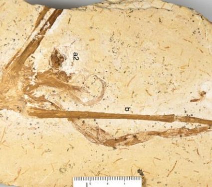 2019/07/Fossilized-Lily.jpg