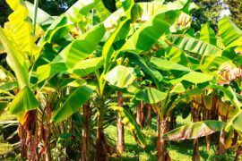 Green,Banana,Leaves,In,Tropical,Nature.