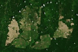 Palm oil plantations of Borneo from space