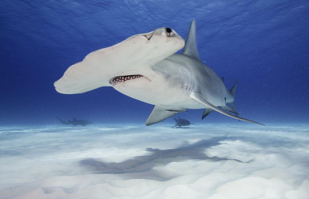 Hammerhead shark spotted near Irish coast for first time