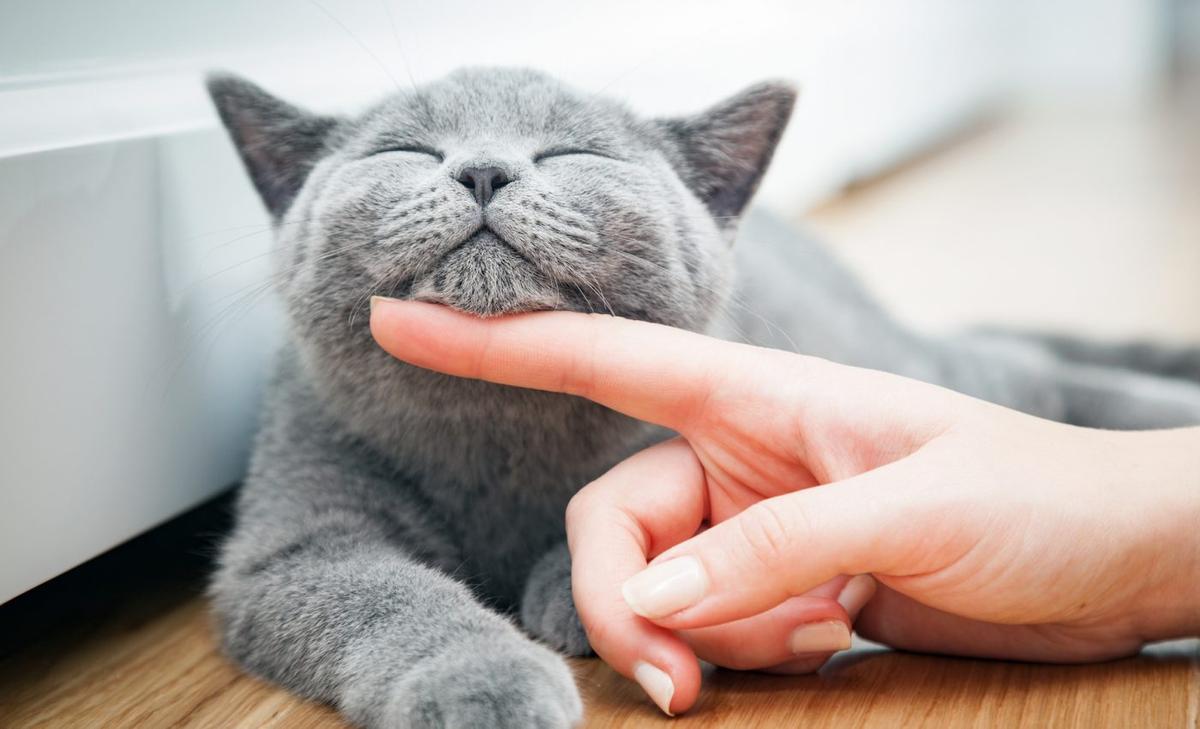 How to pet your cat the right way