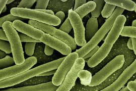2019/07/koli-bacteria-123081_1280.jpg