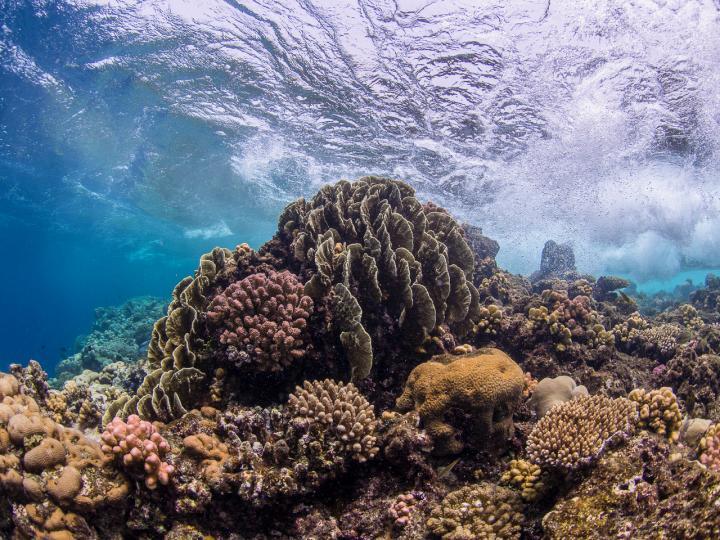 Bacteria boost coral resilience in warming oceans