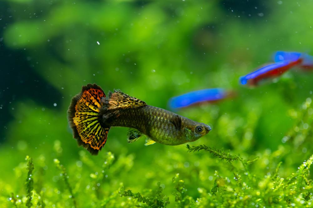 Ladies' choice: Females direct evolution for most species