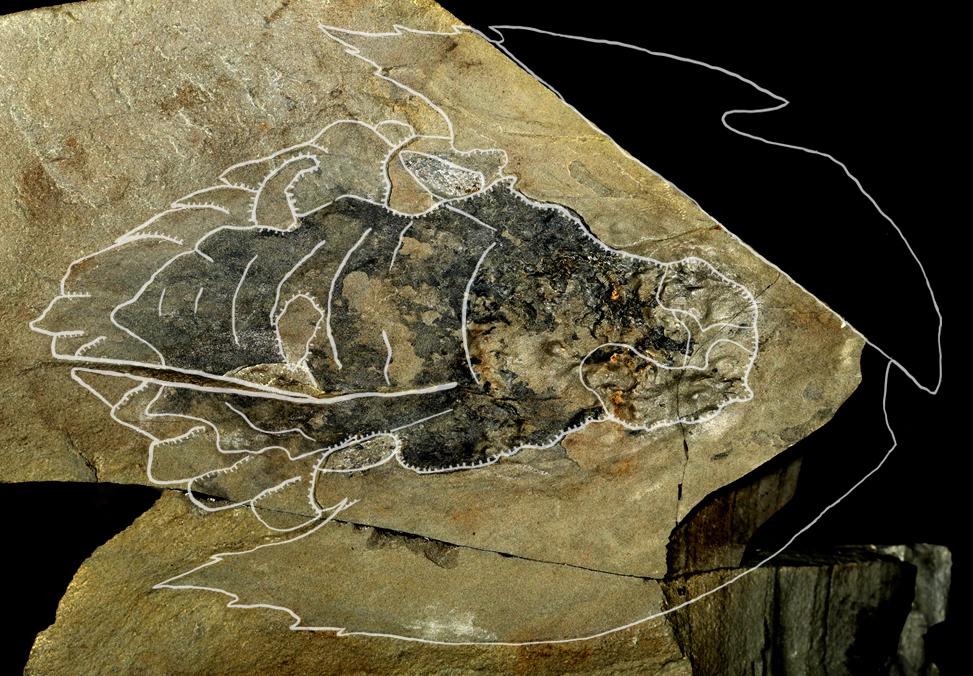 New species of Cambrian predator discovered in 506 million year old shale