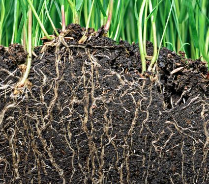 2019/08/How-plant-roots-know-to-follow-gravity.jpg