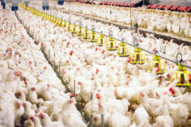 Indoors,Chicken,Farm,,Chicken,Feeding