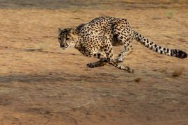 2019/08/cheetah-2859581_1280.jpg
