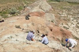 Earliest primate may have first appeared in North America