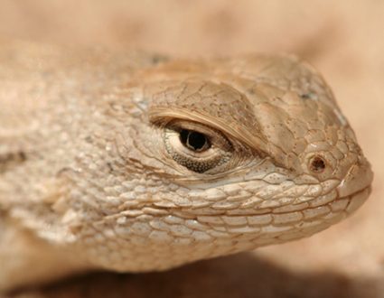 Dunes sagebrush lizard
