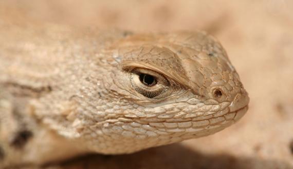 Federal government sued over failure to protect dunes sagebrush lizard