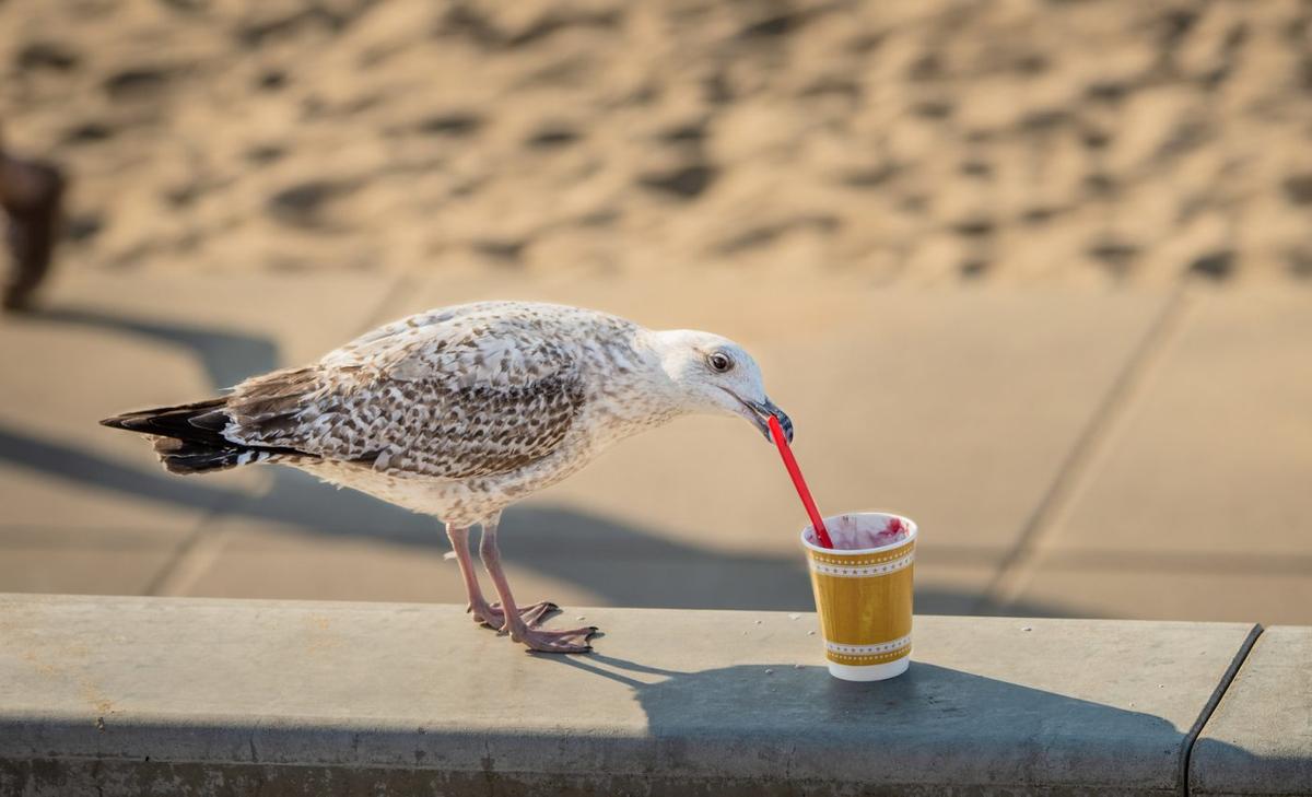 How to save your food from seagulls