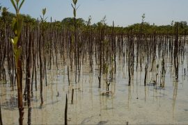 The role of seaweed in the global carbon cycle