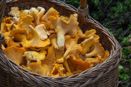 2019/08/mushrooms.jpg