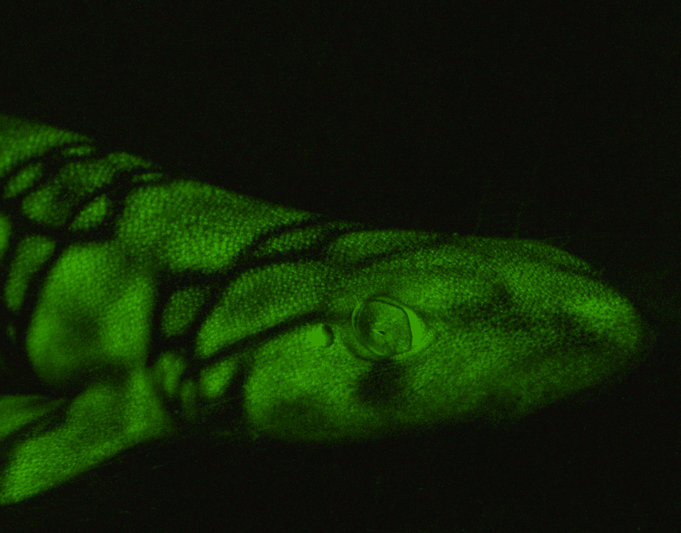 How some sharks emit a green glowing light