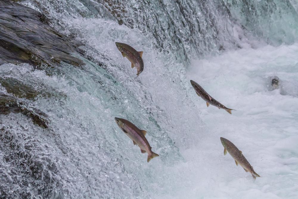 EPA withdraws protection for salmon in Alaska's Bristol Bay