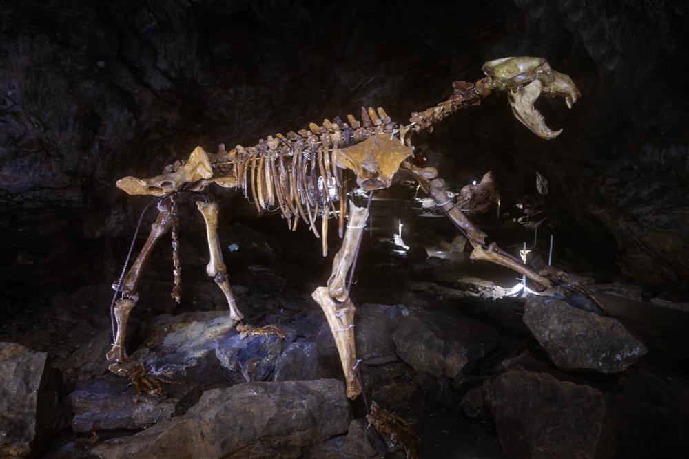 In prehistoric Europe, cave bears lost out to invading humans