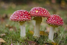 2019/08/fly-agaric-595963_1280.jpg