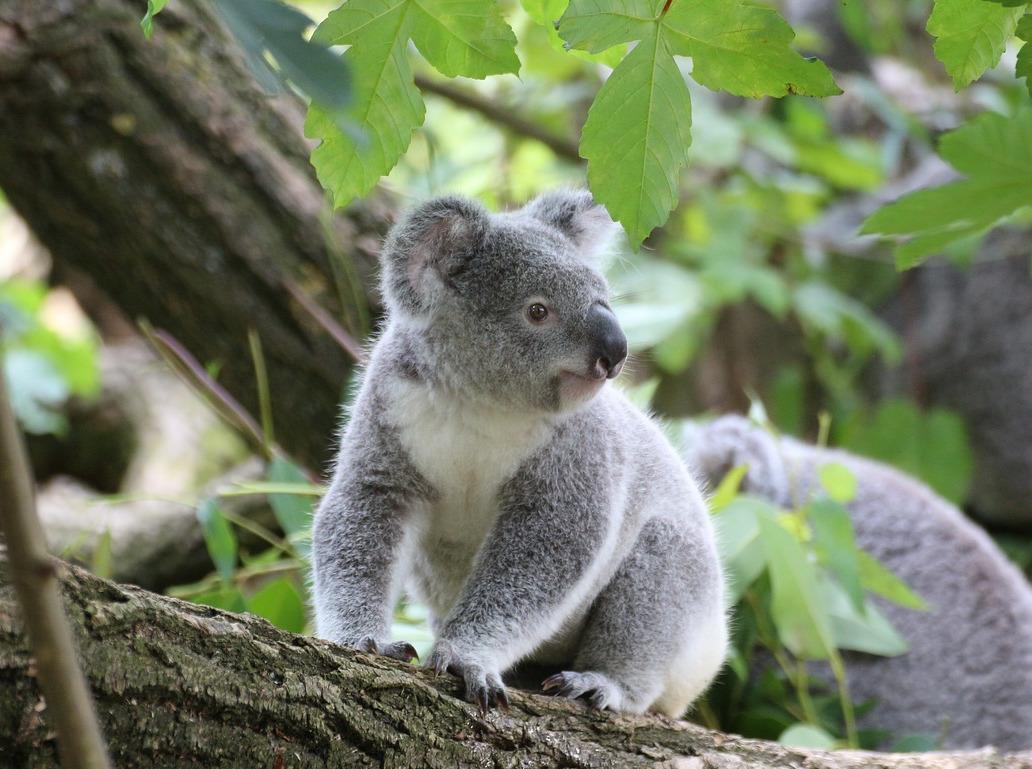 How fecal inoculations could help save koalas