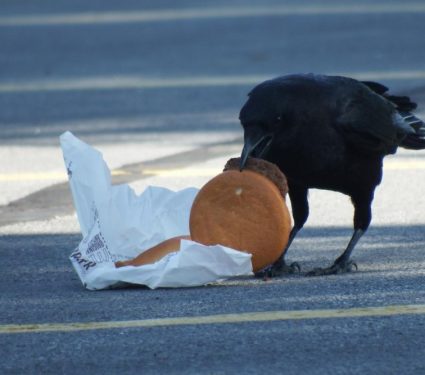 2019/08/Crows.jpg
