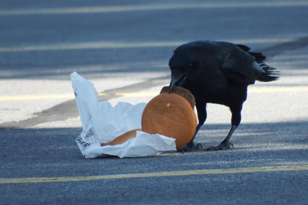 Does crow cholesterol show city living isn't for the birds?