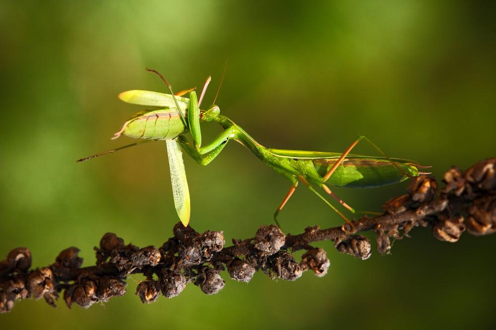 Cannibalism taboo separates humans from other animals