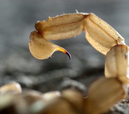 2019/08/Scorpion.jpg