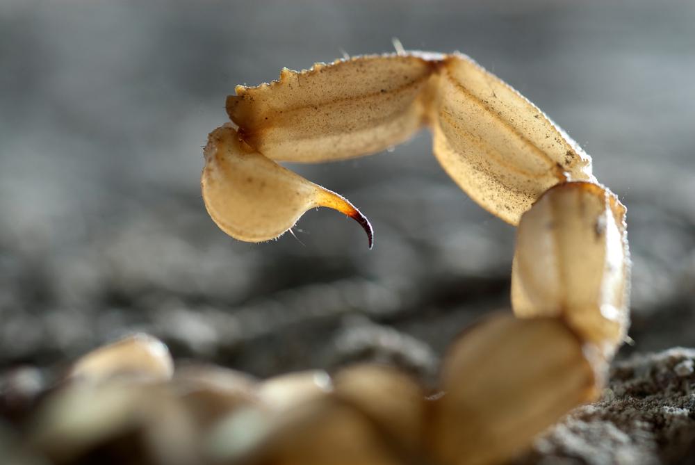 Could scorpion toxin be the key to non-addictive pain killers?