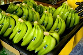 How is climate change affecting banana production?