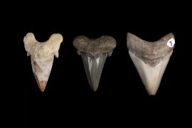 The evolution of megalodon's teeth