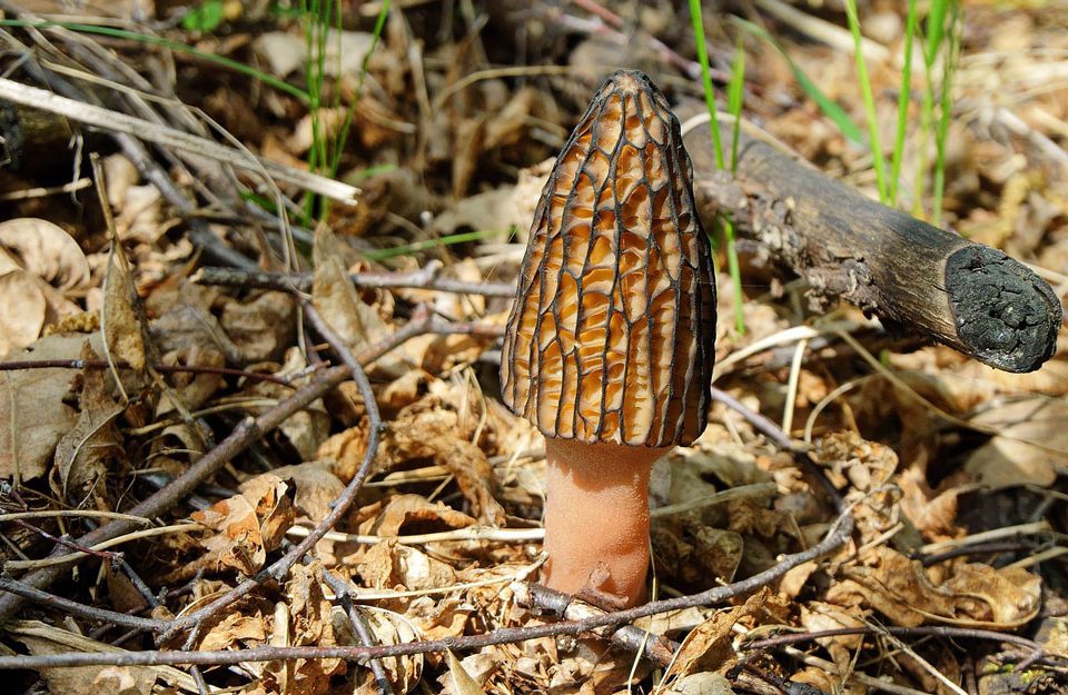 How to Look for Gourmet Mushrooms In the Wild