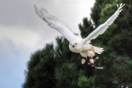 2019/09/snowy-owl-3303888_1920.jpg