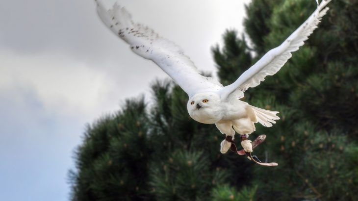 2019/09/snowy-owl-3303888_1920.jpg