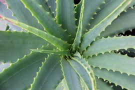 2019/09/aloe-vera-6780401.jpg