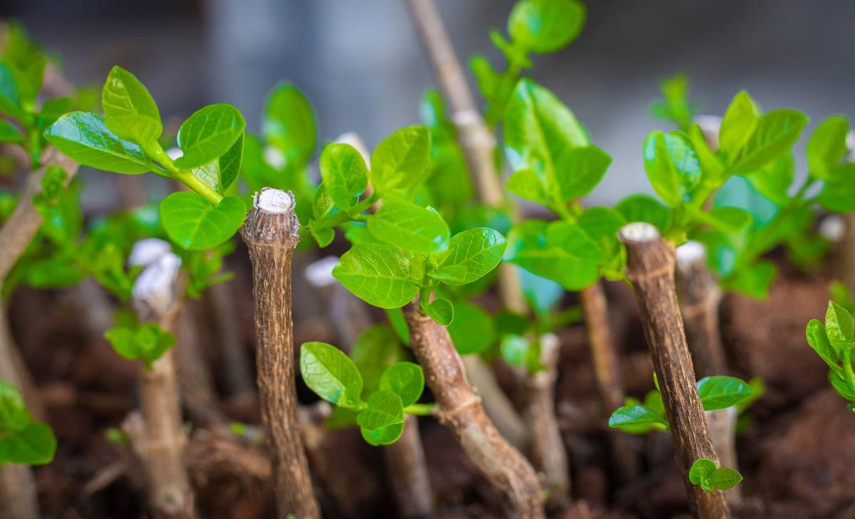 How to propagate plants from cuttings