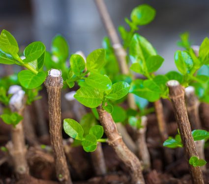 2019/09/How-to-propagate-plants-from-cuttings.jpg