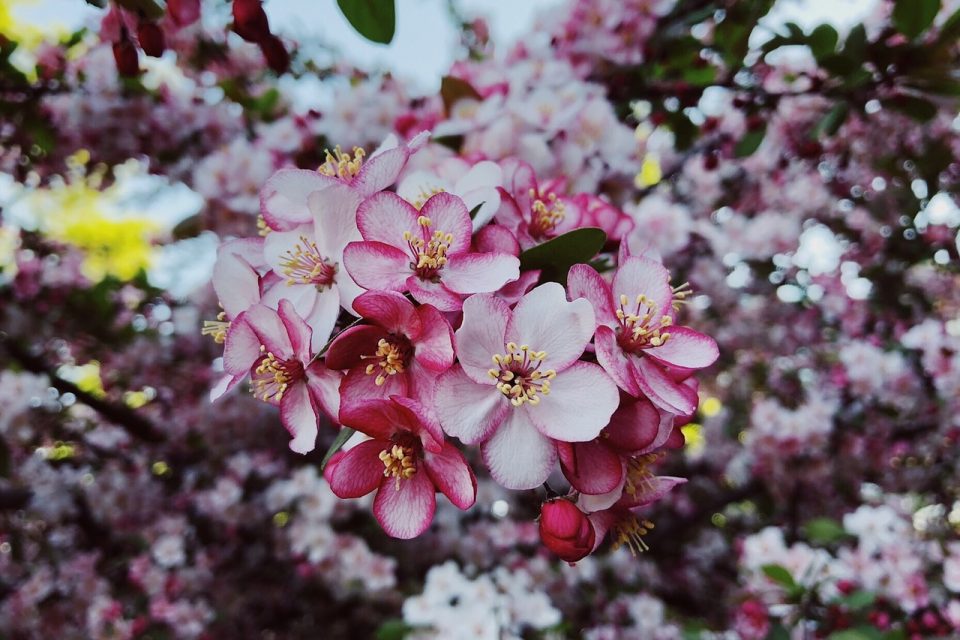 What Are Crabapples and are they Edible?