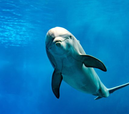 2019/09/Dolphin.jpg