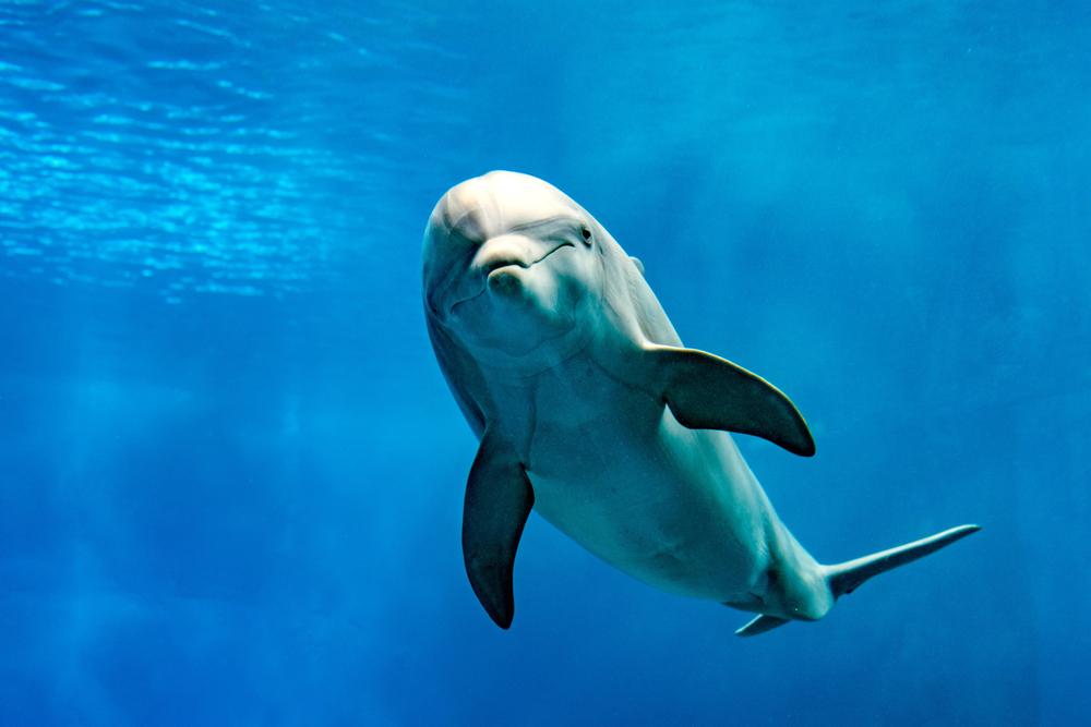 Like humans, dolphins are at risk from antibiotic-resistant diseases