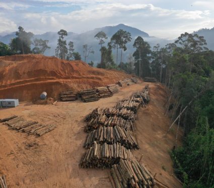 2019/09/Deforestation-Malaysia.jpg