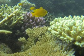 Corals help their offspring adapt to climate change