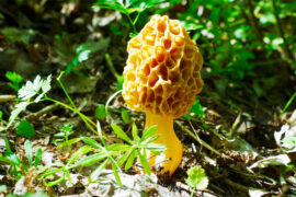 2019/09/morel-mushrooms_how-to-find_foraging_1m.jpg