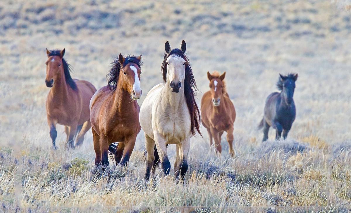 Government plan to manage wild horse populations comes under fire