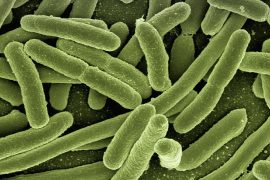 2019/11/koli-bacteria-123081_1280-1.jpg