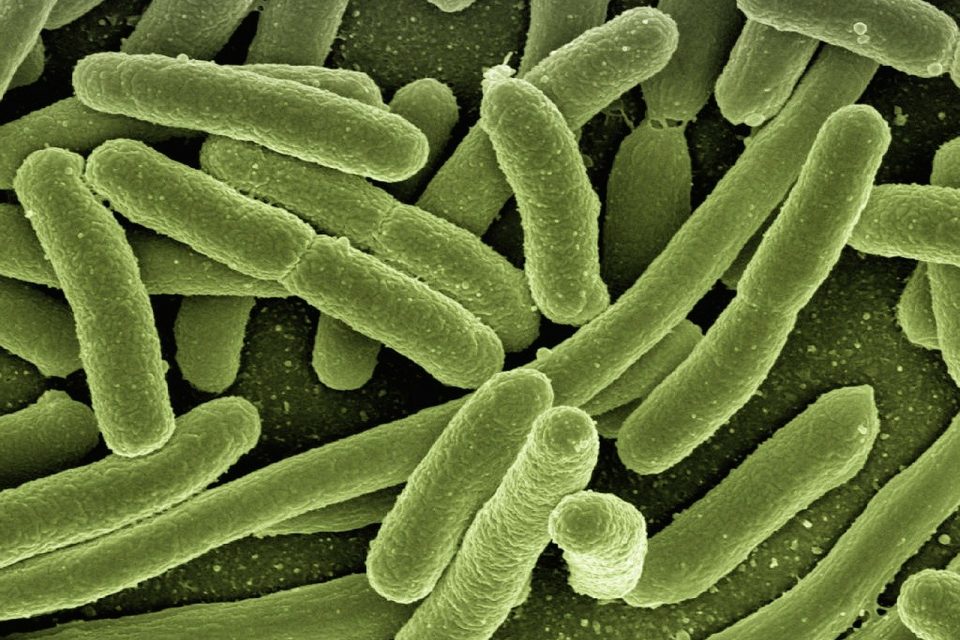 How Do Bacteria Reproduce