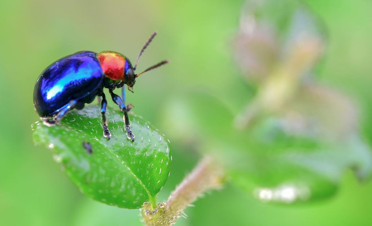 Worldwide decline of insects is a threat to humans