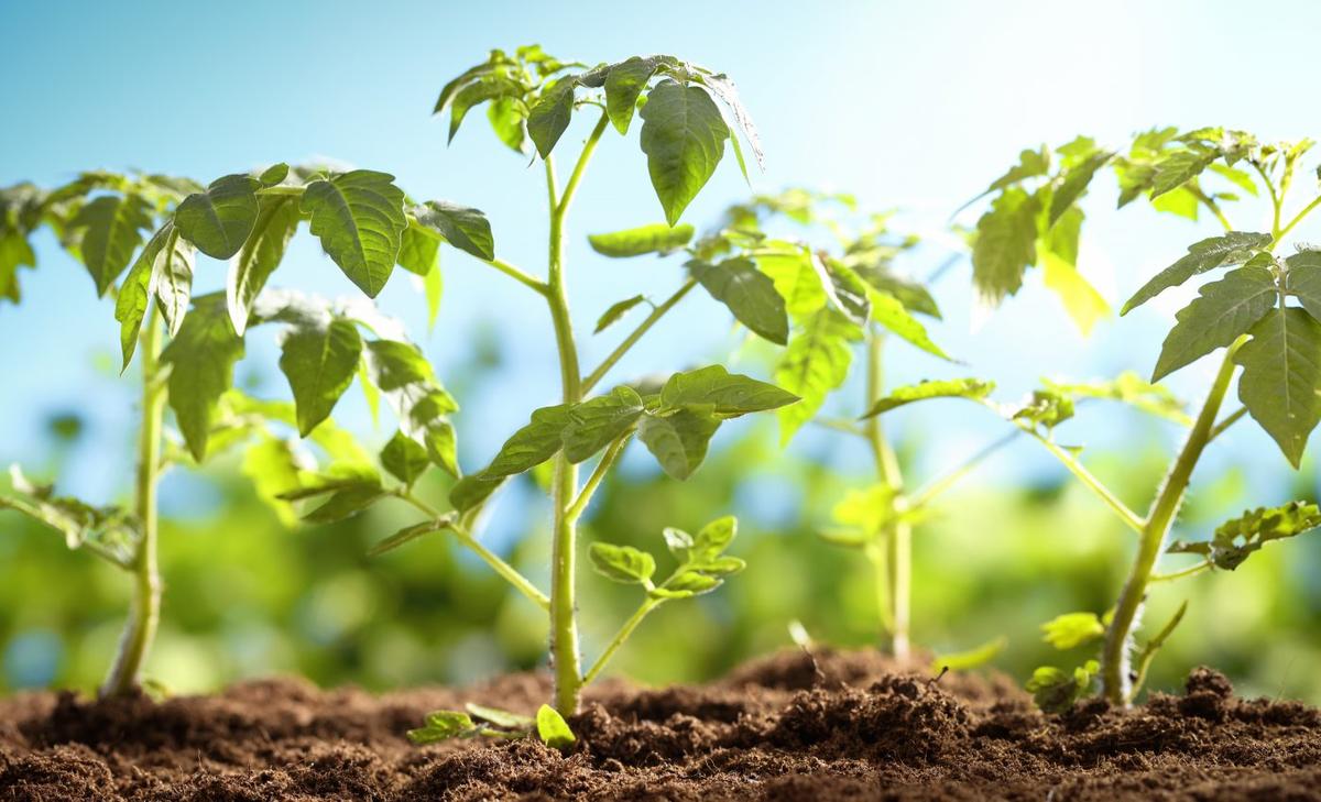 Experts identify a molecular switch that controls plant photosynthesis