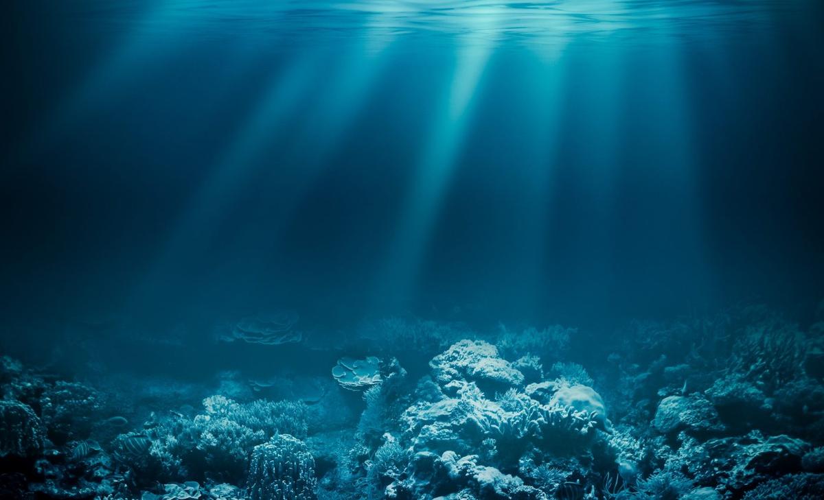 Lobsters break down microplastics and release them back into the sea